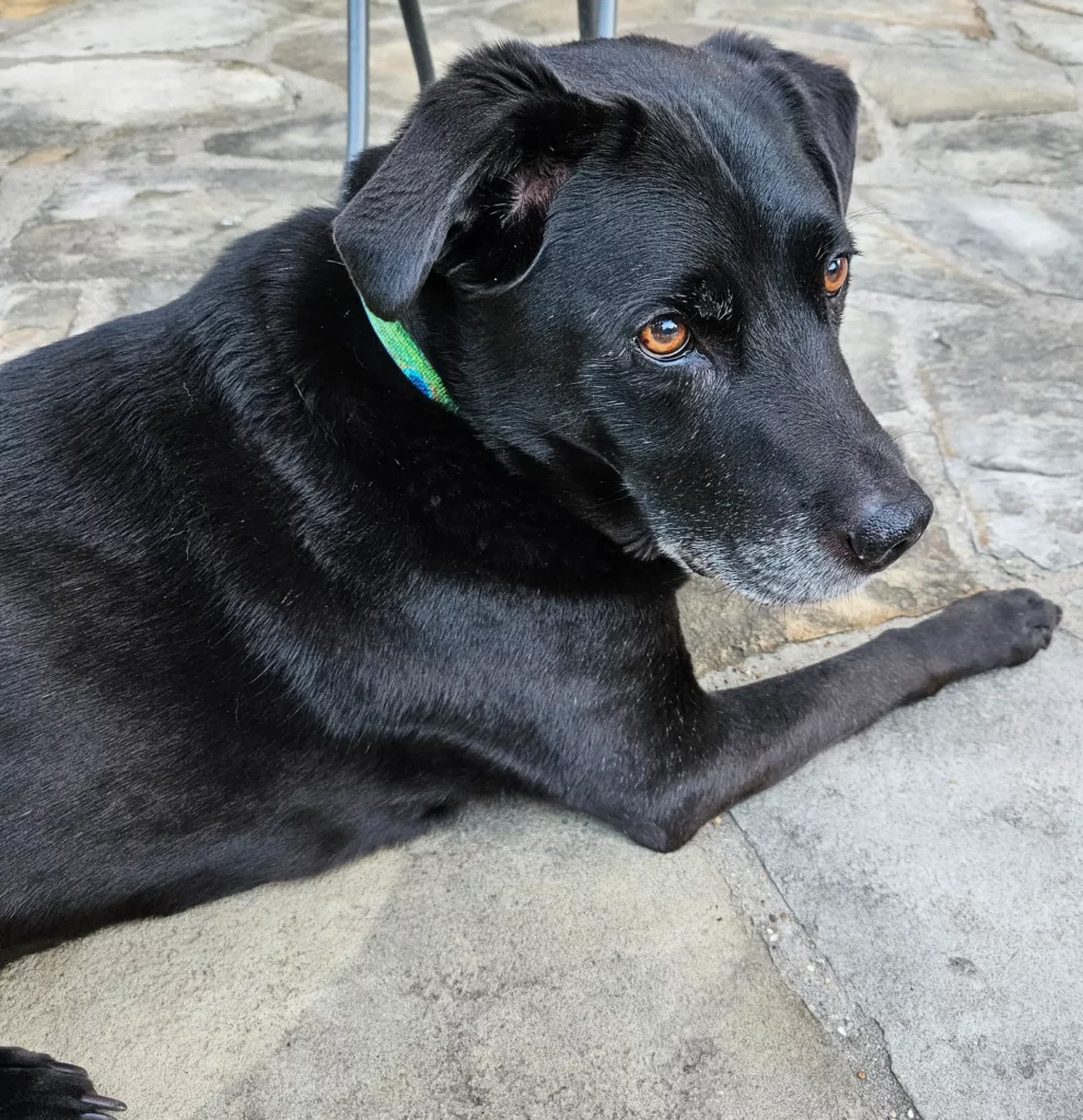 Black dog with a green collar rests on a stone surface, gazing attentively. The image captures a calm, relaxed moment, highlighting the dog's expression.