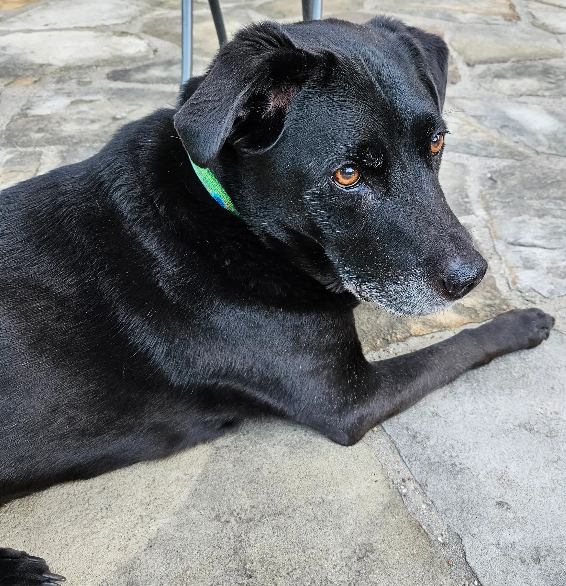 Black dog with a green collar rests on a stone surface, gazing attentively. The image captures a calm, relaxed moment, highlighting the dog's expression.