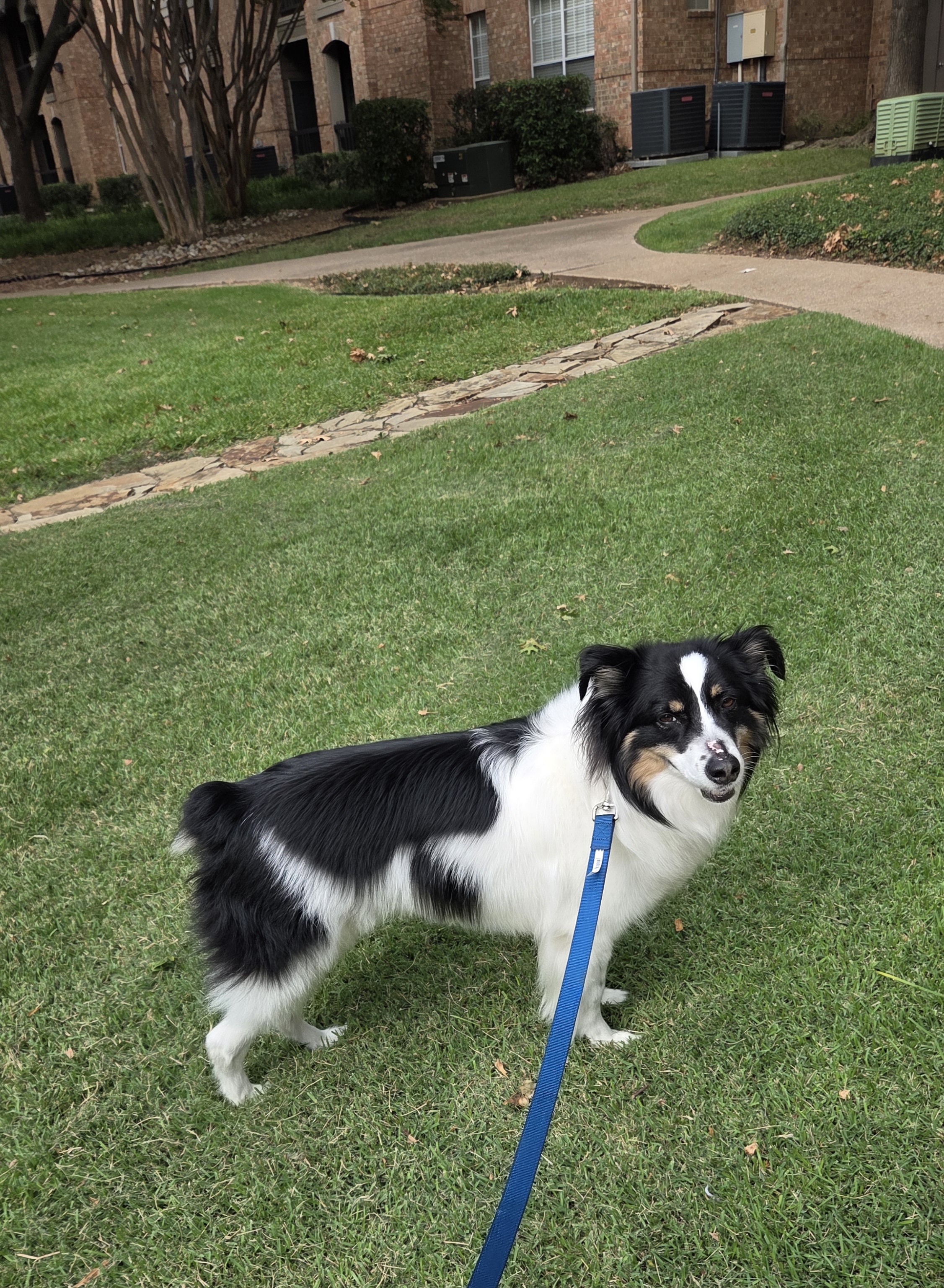 dog walking on leash at apartment complex