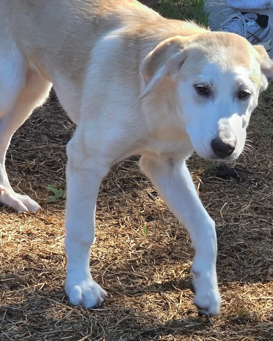 Yellow foster puppy in an East Dallas backyard serviced by UrbanTail Cleanup