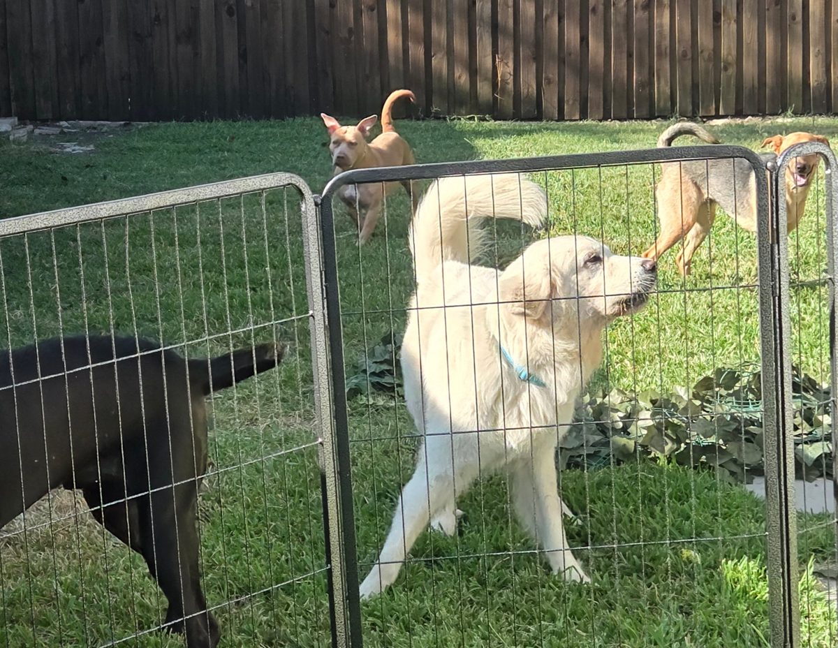 Several dogs playing in a fenced backyard in Farmers Branch serviced by UrbanTail Cleanup