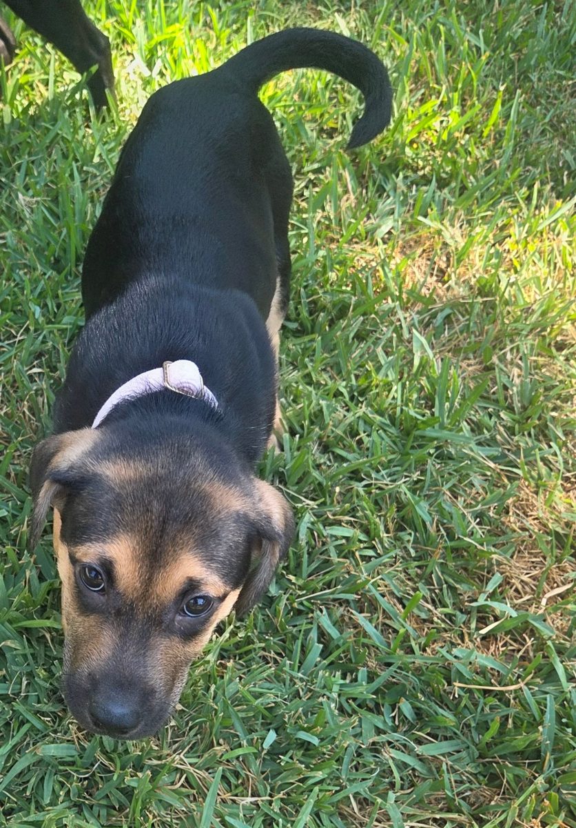 Black and tan foster puppy looking up from the grass in a Farmers Branch backyard