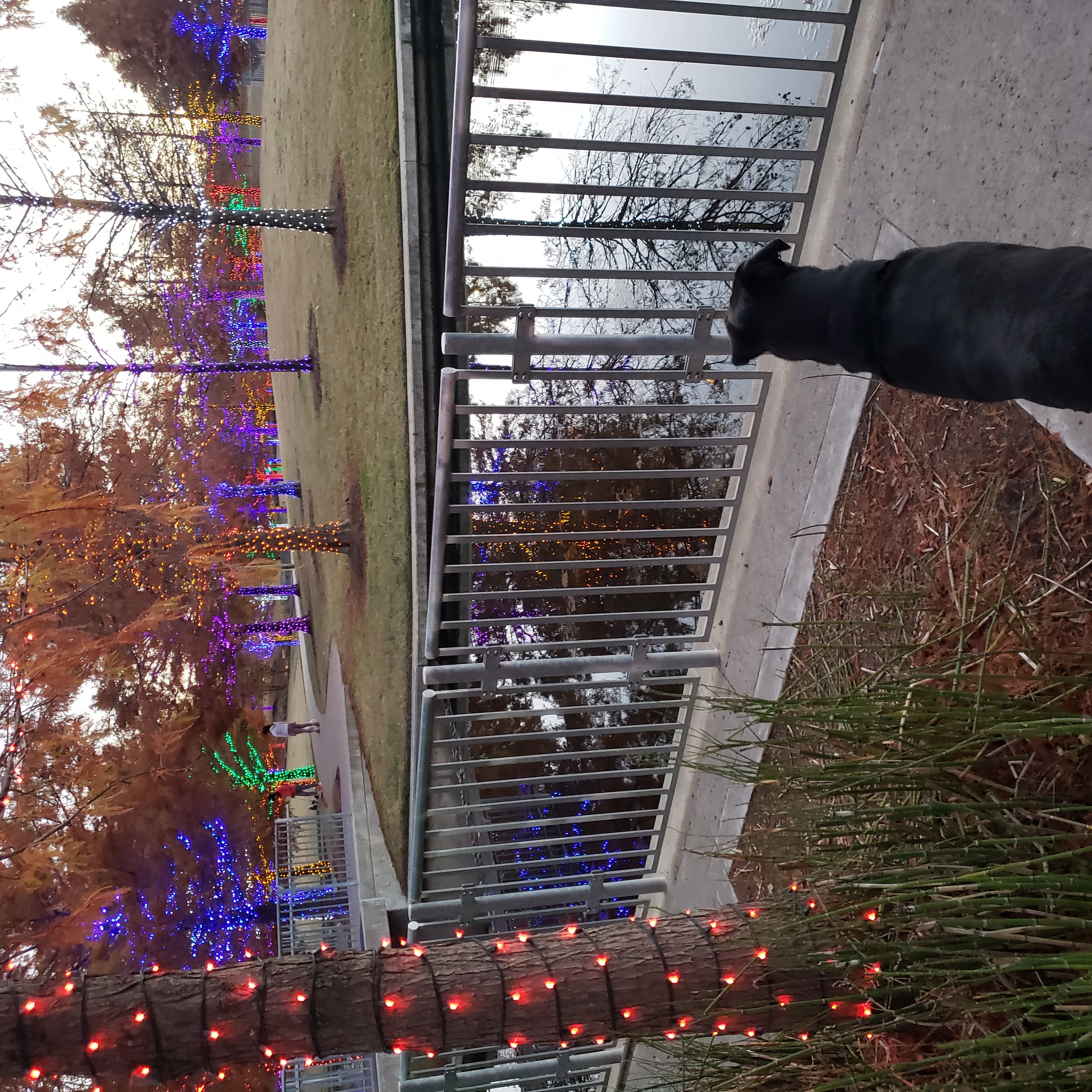 Harley, a black dog, looking out over the holiday tree lights at Vitruvian Park in Addison, TX